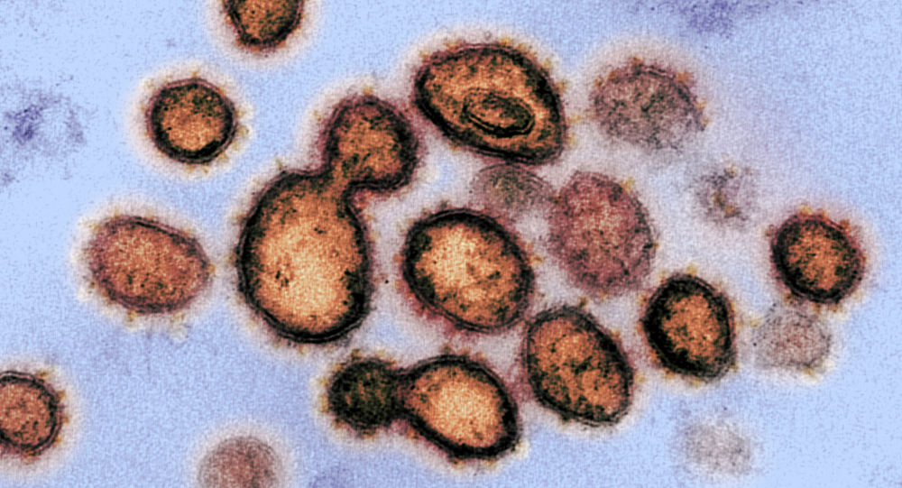 Академик омикрон штамын коронавирусқа қарсы табиғи вакцина деп атады