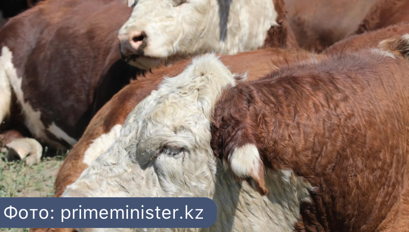 Қазақстанда тіркелмеген мал үшін  Қазақстанда тіркелмеген мал үшін