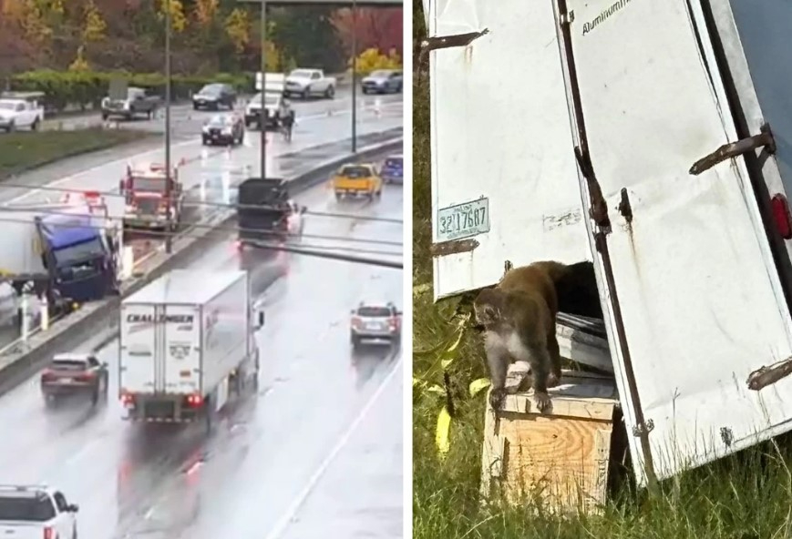 АҚШ-та жүк көлігі аударылып, қауіпті вирус жұқтырған маймылдар қашып кетті (видео) АҚШ-та жүк көлігі аударылып, қауіпті вирус жұқтырған маймылдар қашып кетті (видео)