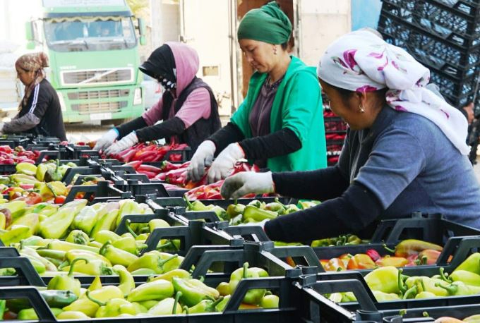 ТҮРКІСТАН: Биыл келестік диқан бір жерден үш рет өнім алды ТҮРКІСТАН: Биыл келестік диқан бір жерден үш рет өнім алды