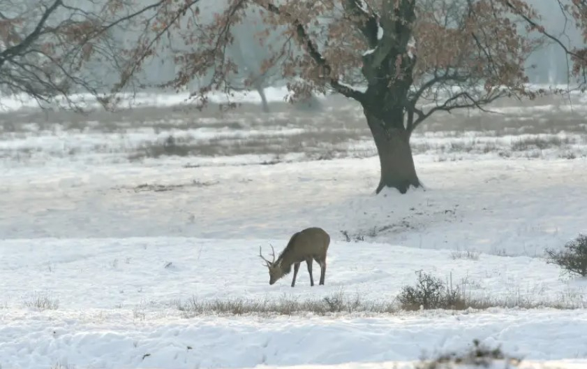 Қазақстандықтарға қар жауып, боран соғатыны ескертілді Қазақстандықтарға қар жауып, боран соғатыны ескертілді