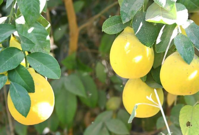 ТҮРКІСТАН: Жетісайлықтар тропикалық жеміс өсіруді меңгеріп жатыр ТҮРКІСТАН: Жетісайлықтар тропикалық жеміс өсіруді меңгеріп жатыр