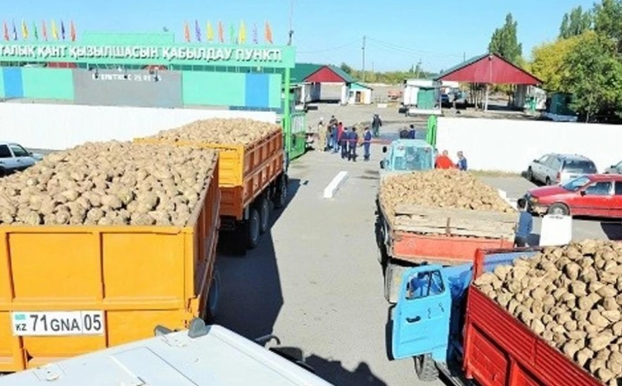 Қазақстандық зауыттар қант қызылшасын қабылдауды бастады Қазақстандық зауыттар қант қызылшасын қабылдауды бастады